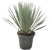 Yucca Zimmerpflanze im Topf
