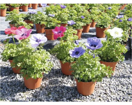 Blühende Anemonen in Töpfen auf Kies