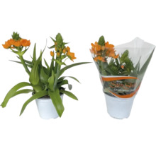 Zwei Töpfe mit Ornithogalum dubium, auch bekannt als Orange Vogelmilch