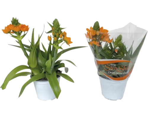 Zwei Töpfe mit Ornithogalum dubium, auch bekannt als Orange Vogelmilch