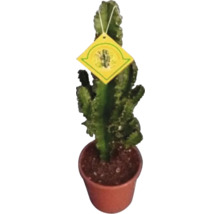 Kaktus im Topf mit gelbem Etikett