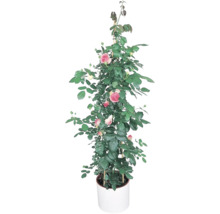 Kletterrose im Topf mit Rankhilfe