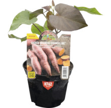 Süßkartoffel Pflanze im Topf, Sorte Arancio Evangeline