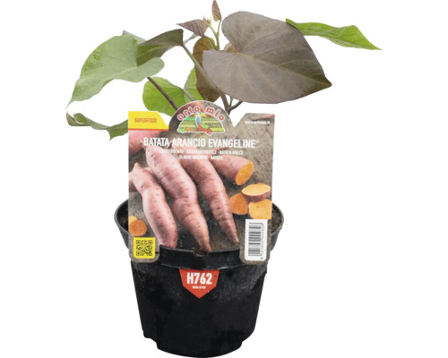 Süßkartoffel Pflanze im Topf, Sorte Arancio Evangeline