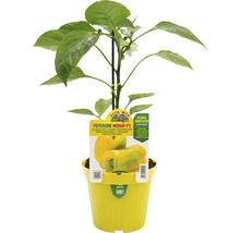 Paprikapflanze Mohay F1 im Topf