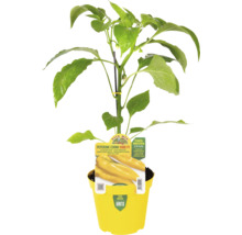 Gelber Spitzpaprika in gelbem Topf