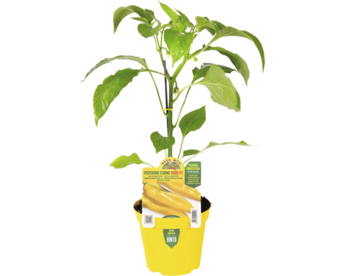 Gelber Spitzpaprika in gelbem Topf