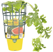 Wassermelonenpflanze im gelben Topf mit Rankhilfe