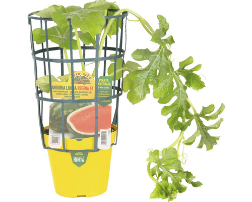 Wassermelonenpflanze im gelben Topf mit Rankhilfe