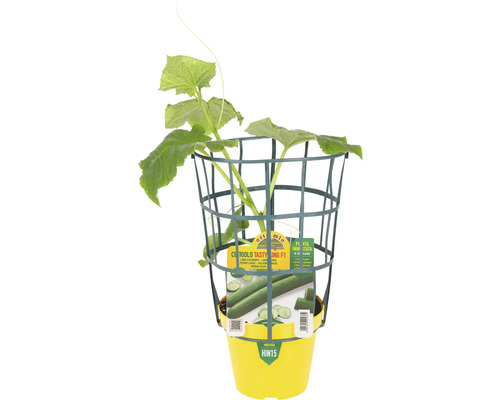 Gurke veredelt Burpless Ø 14 cm Topf Gurkenpflanze mit Rankhilfe im gelben Topf