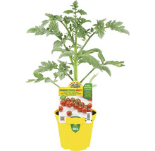 Cocktailtomatenpflanze Bingo F1 in gelbem Topf