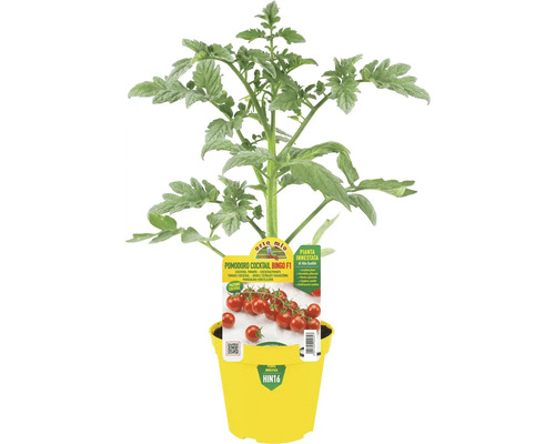 Cocktailtomatenpflanze Bingo F1 in gelbem Topf