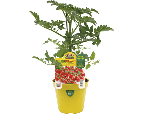 Datteltomatenpflanze Datterino Lobello F1 in gelbem Topf