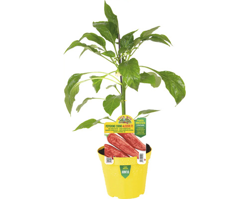 Roter Hornpaprika 'Alceste F1' Pflanze im gelben Topf