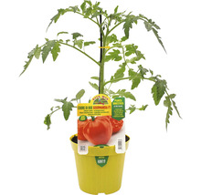 Tomatenpflanze Ochsenherztomate Gourmandia F1 in gelbem Topf