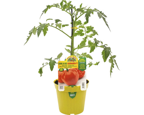 Tomatenpflanze Ochsenherztomate Gourmandia F1 in gelbem Topf