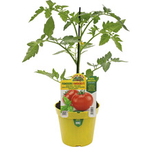 Tomatenpflanze im Topf