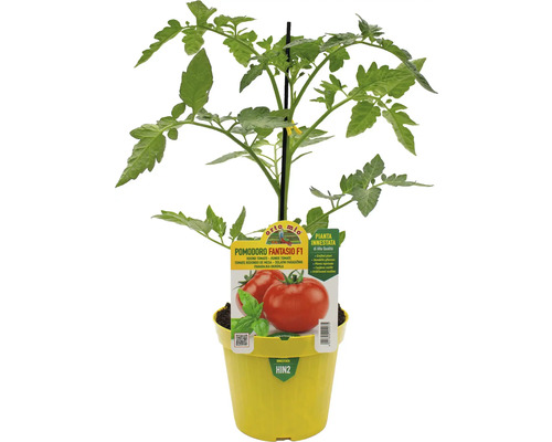 Tomatenpflanze im Topf