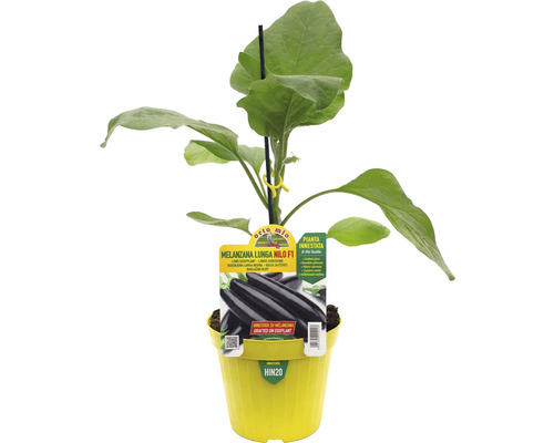 Aubergine Nilo F1 Pflanze im gelben Topf
