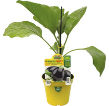 Eierpflanze im gelben Topf mit Pflanzenetikett