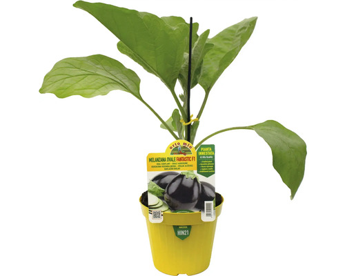 Eierpflanze im gelben Topf mit Pflanzenetikett