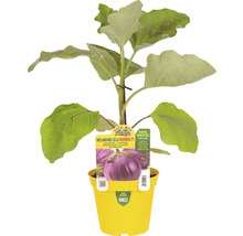 Aubergine 'Lilla Beatrice F1' im gelben Topf