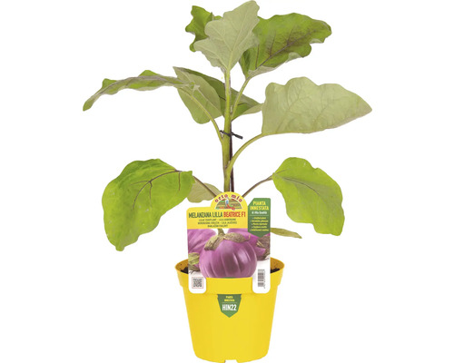 Aubergine 'Lilla Beatrice F1' im gelben Topf