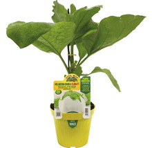 Aubergine 'Bianca Clara F1' Pflanze im gelben Topf