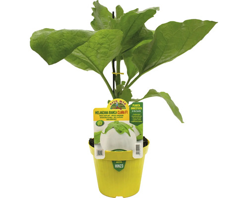 Aubergine 'Bianca Clara F1' Pflanze im gelben Topf