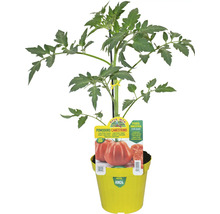 Canestrino Tomatenpflanze im gelben Topf