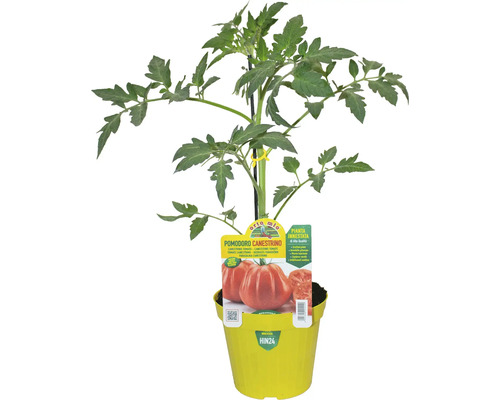 Canestrino Tomatenpflanze im gelben Topf