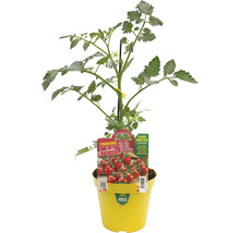 Tomatenpflanze Cubelli im Topf