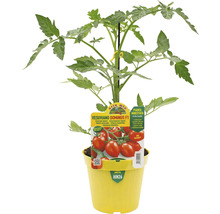 Tomatenpflanze Vesuiano Dominus F1 im gelben Topf
