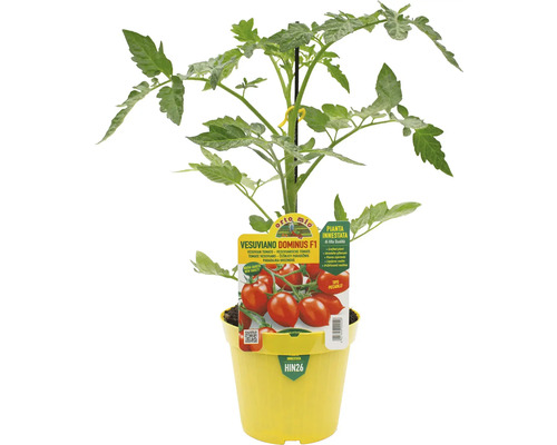 Tomatenpflanze Vesuiano Dominus F1 im gelben Topf