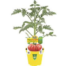 Tomatenpflanze Costoluto Fiorentino in gelbem Topf