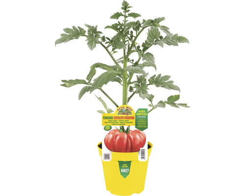 Tomatenpflanze Costoluto Fiorentino in gelbem Topf