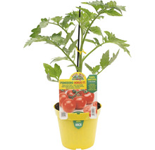 "Tomatenpflanze der Sorte ""Pomodoro Horus F1"" in gelbem Topf"