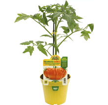 Tomatenpflanze im Topf, Sorte Pera Abruzzese Silvano F1