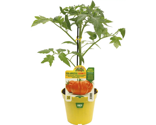 Tomatenpflanze im Topf, Sorte Pera Abruzzese Silvano F1