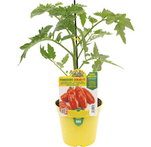 Tomatenpflanze Oskar F1 in gelbem Topf