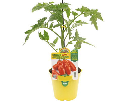 Tomatenpflanze Oskar F1 in gelbem Topf