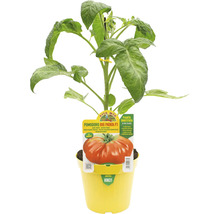 Tomatenpflanze Big Patata F1 in gelbem Topf