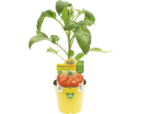 Tomatenpflanze Big Patata F1 in gelbem Topf