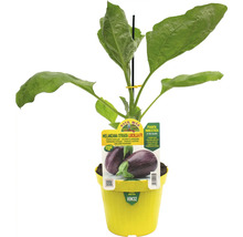 Gestreifte Aubergine Lucilla F1 Pflanze im Topf