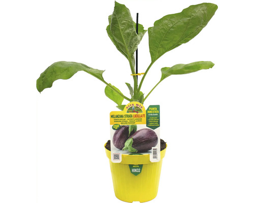 Gestreifte Aubergine Lucilla F1 Pflanze im Topf