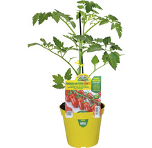 Mini Perino Tomatenpflanze im gelben Topf