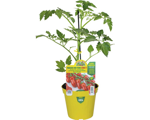 Mini Perino Tomatenpflanze im gelben Topf