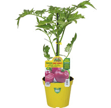 Tomatenpflanze Honey Moon F1 im gelben Topf