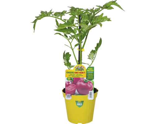 Tomatenpflanze Honey Moon F1 im gelben Topf