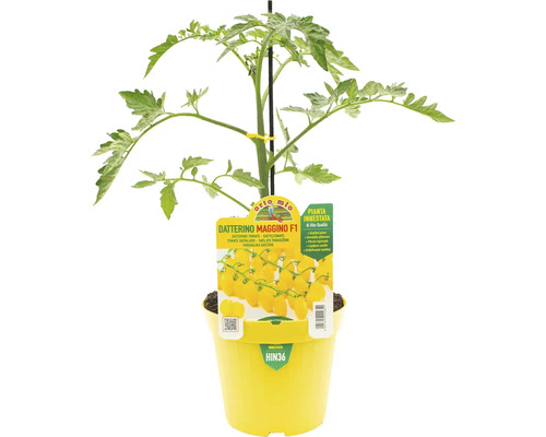 Datteltomatenpflanze der Sorte Datterino Maggino F1 im Topf
